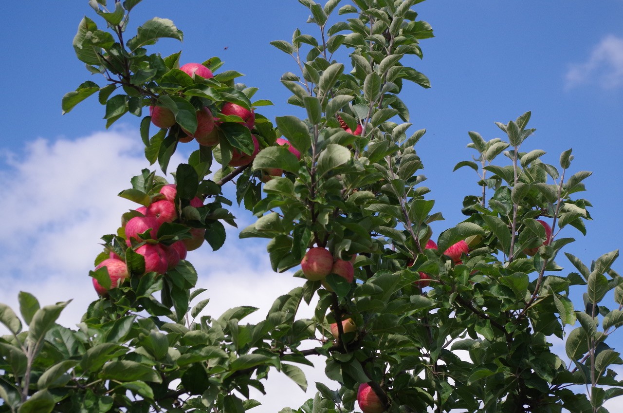 Müschens Rosenapfel – Bild 6