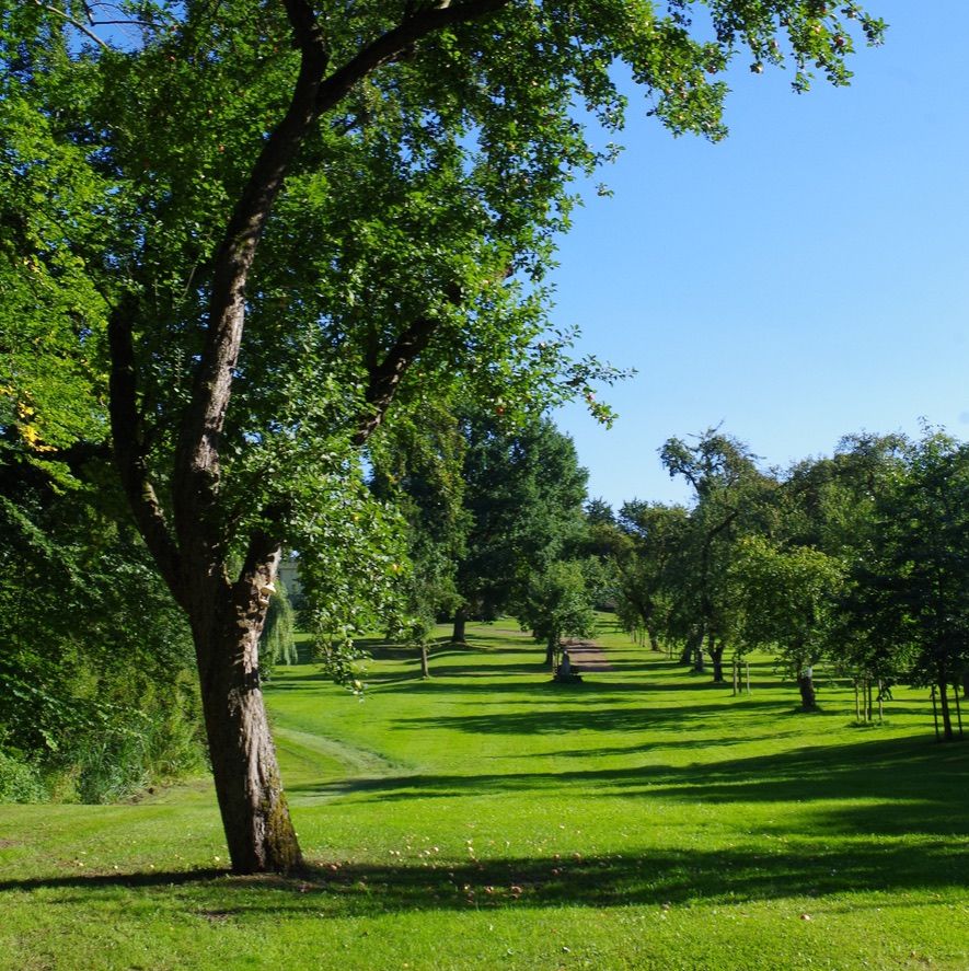 Müschens Rosenapfel – Bild 5