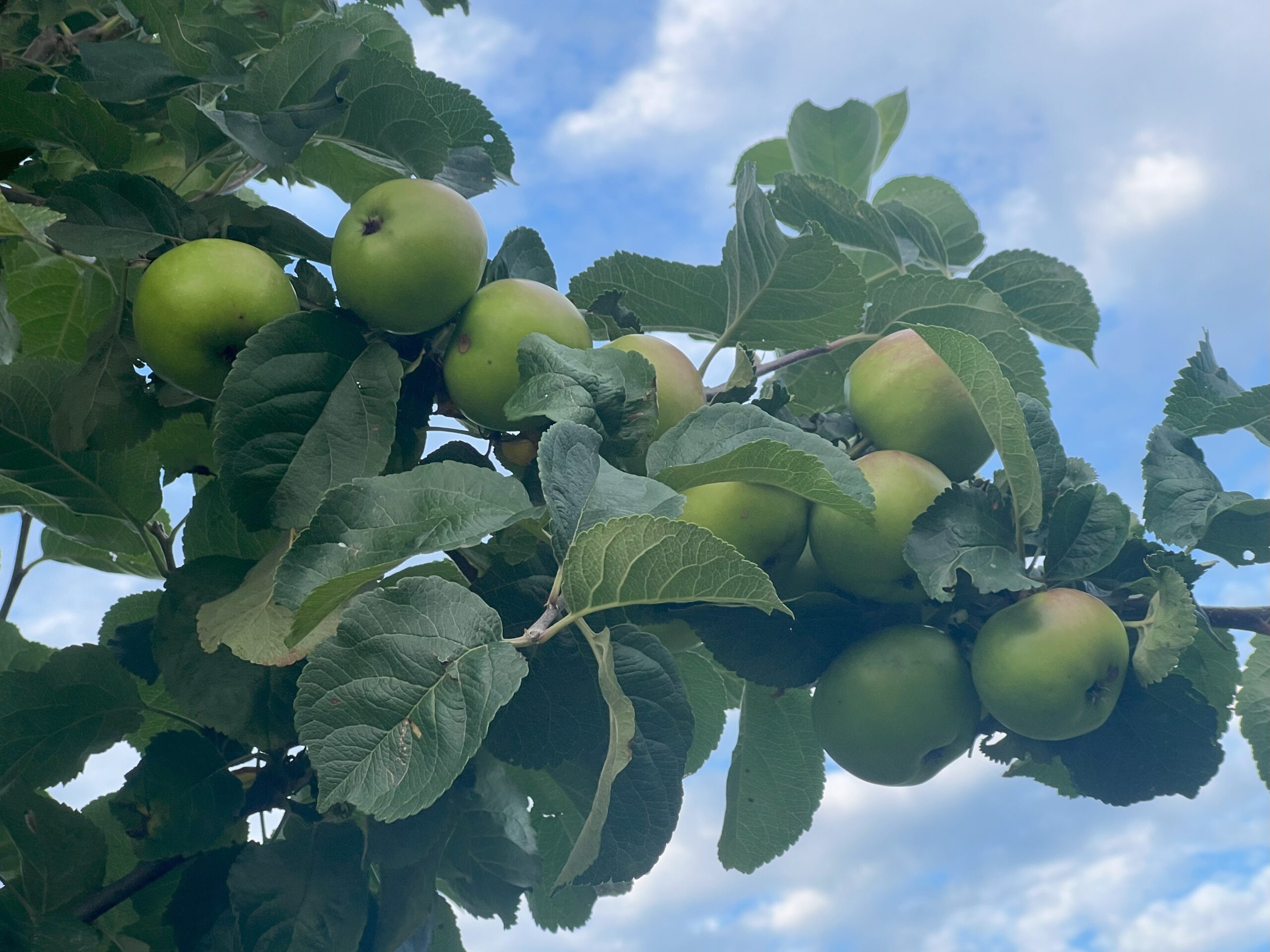 Martens Sämling – Bild 12