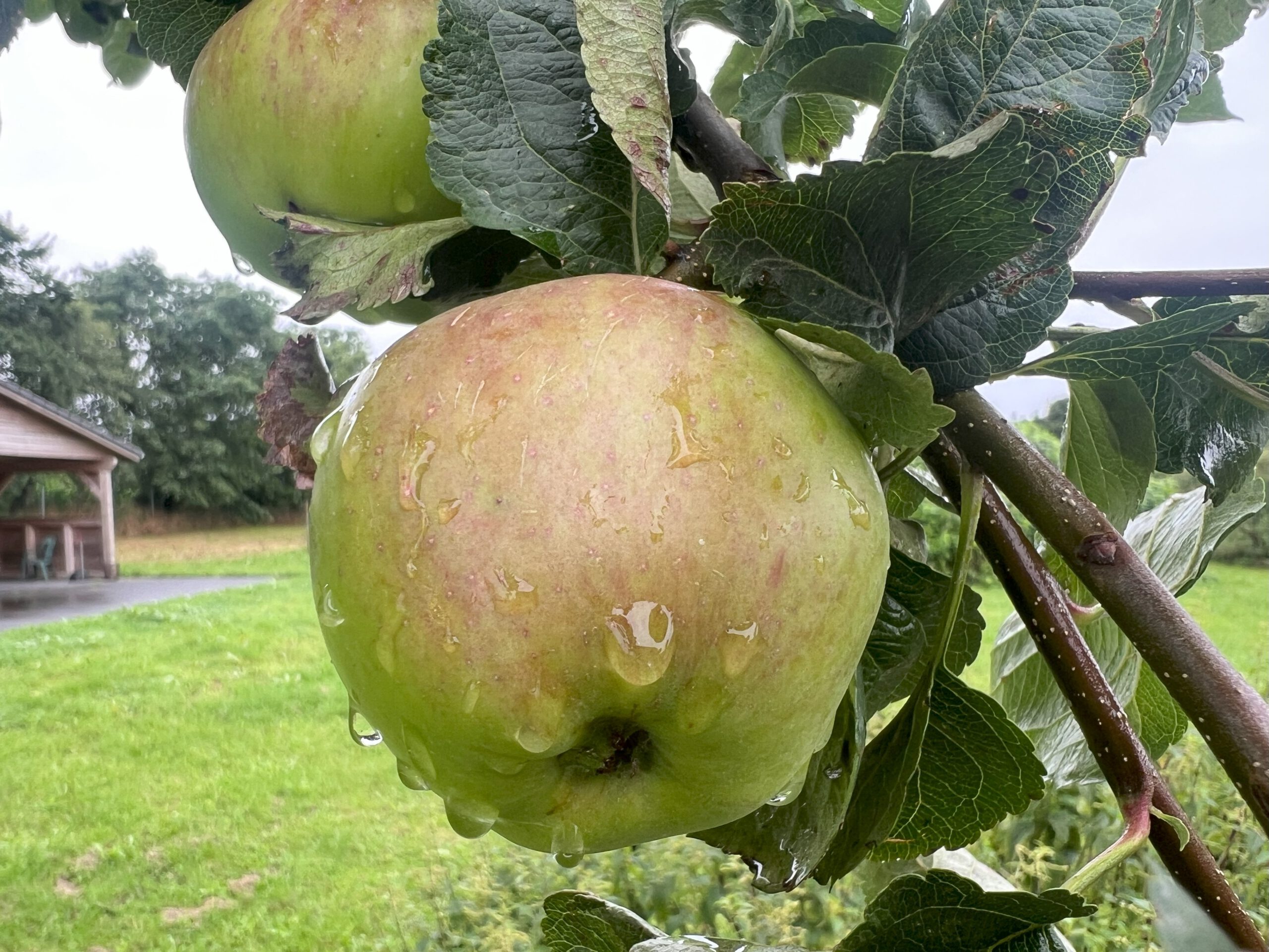 Martens Sämling – Bild 13