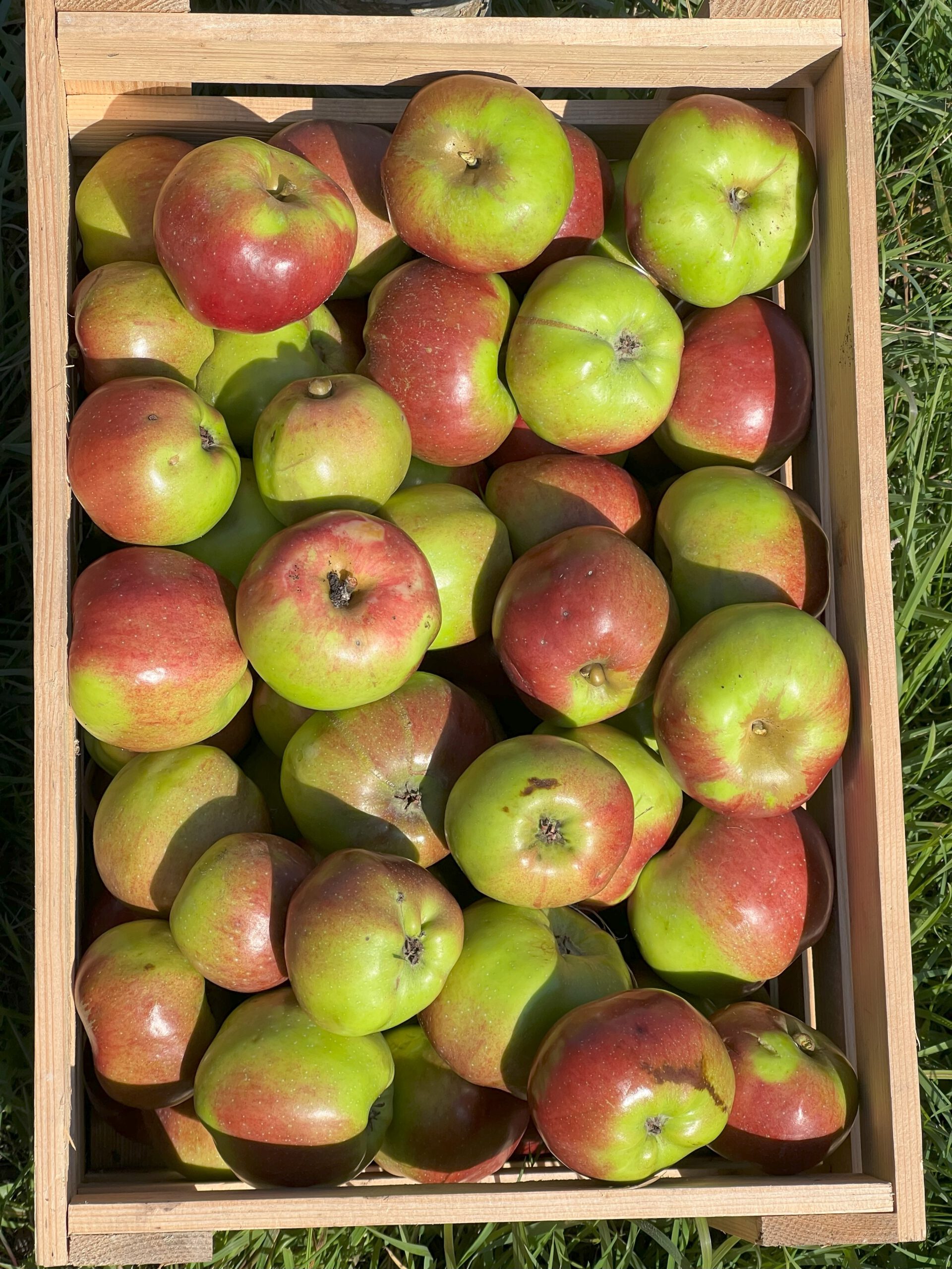 Rheinischer Winterrambour – Bild 13