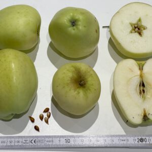 Gelber Sommertaubenapfel-AN