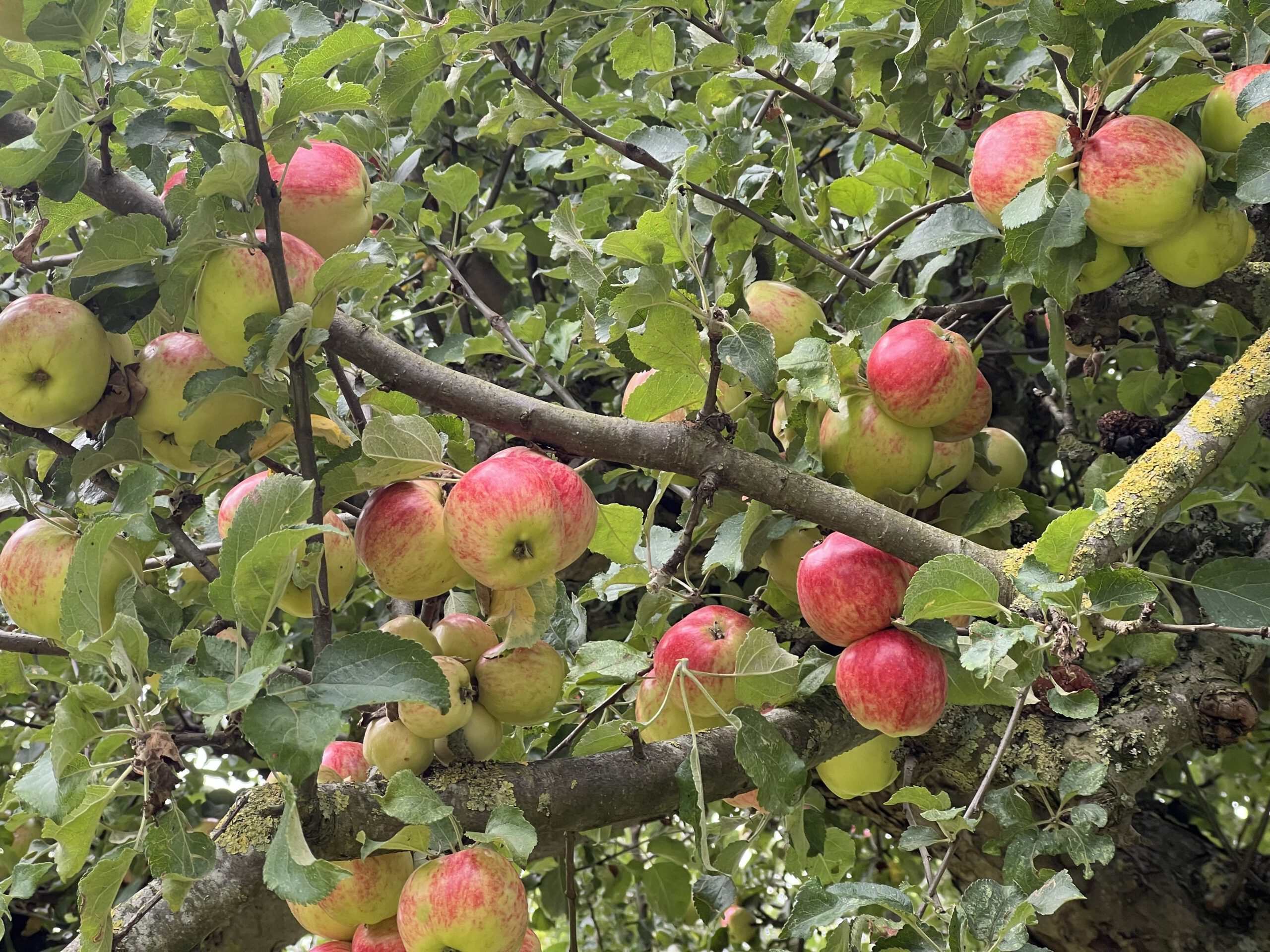 Zigeunerin – Bild 4